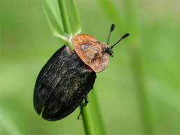 Attēlu rezultāti vaicājumam “Oiceoptoma thoracicum”