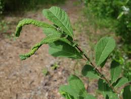 Attēlu rezultāti vaicājumam “Salix aurita leaf”