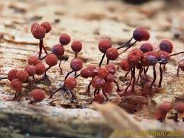 Attēlu rezultāti vaicājumam “Cribraria purpurea macro”