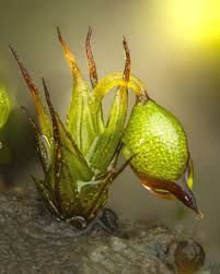 Attēlu rezultāti vaicājumam “Colloderma oculatum macro”