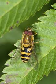 Attēlu rezultāti vaicājumam “Syrphus torvus”