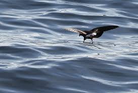 Image result for Oceanites oceanicus