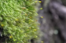 Attēlu rezultāti vaicājumam “Pseudobryum cinclidioides”