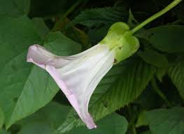 Attēlu rezultāti vaicājumam “Calystegia sepium”