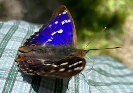 Attēlu rezultāti vaicājumam “Euura acutifoliae”