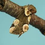 Attēlu rezultāti vaicājumam “Thyatira batis larva”