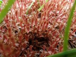 Attēlu rezultāti vaicājumam “Bryum weigelii”