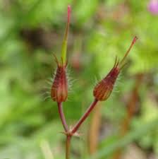 Attēlu rezultāti vaicājumam “Geranium robertianum fruit”