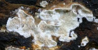 Attēlu rezultāti vaicājumam “Elmerina caryae”