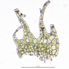 Attēlu rezultāti vaicājumam “Lophocolea bidentata”