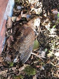 Attēlu rezultāti vaicājumam “Scolopax rusticola eggs”