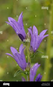 Attēlu rezultāti vaicājumam “Campanula glomerata bud”