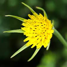 Image result for Tragopogon pratensis