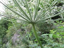 Attēlu rezultāti vaicājumam “Laserpitium latifolium bud”