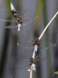 Attēlu rezultāti vaicājumam “Libellula fulva”