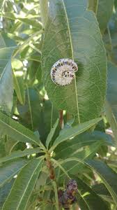 Attēlu rezultāti vaicājumam “Cimbex femoratus larva”