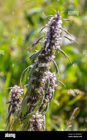 Attēlu rezultāti vaicājumam “Leonurus quinquelobatus flower”