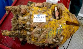 Image result for Vazella pourtalesii