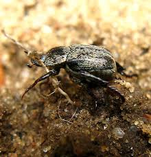 Attēlu rezultāti vaicājumam “Hoplia graminicola”