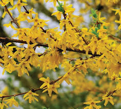 Attēlu rezultāti vaicājumam “Forsythia”