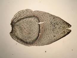 Attēlu rezultāti vaicājumam “Sphagnum palustre”