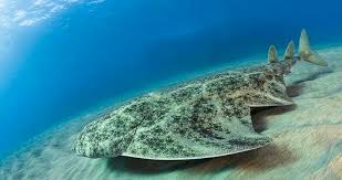 Image result for Squatina dumeril