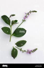 Image result for Veronica officinalis