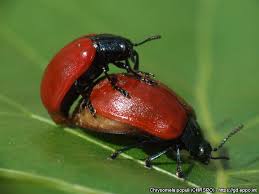 Attēlu rezultāti vaicājumam “Chrysomela populi”