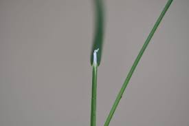 Attēlu rezultāti vaicājumam “Poa palustris leaf”