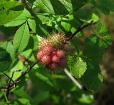 Attēlu rezultāti vaicājumam “Diplolepis bicolor”