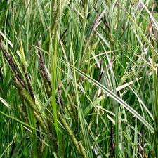 Attēlu rezultāti vaicājumam “Carex riparia”