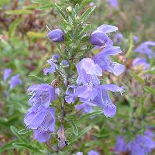 Image result for Dracocephalum moldavicum