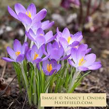 Attēlu rezultāti vaicājumam “Crocus tommasinianus flower”