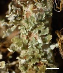 Attēlu rezultāti vaicājumam “Cladonia squamosa”