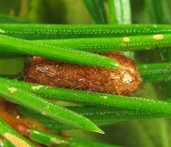 Attēlu rezultāti vaicājumam “Pristiphora maesta”