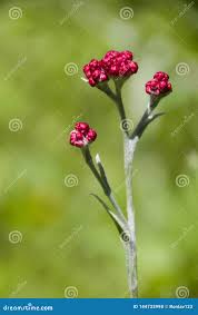 Attēlu rezultāti vaicājumam “Helichrysum arenarium bud”