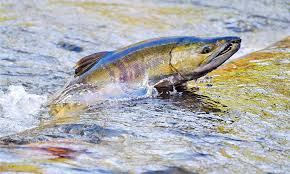 Image result for Oncorhynchus keta