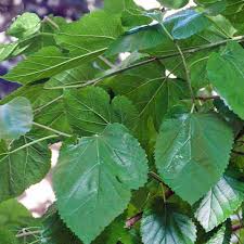 Attēlu rezultāti vaicājumam “Morus alba leaf”