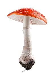 Attēlu rezultāti vaicājumam “Amanita”