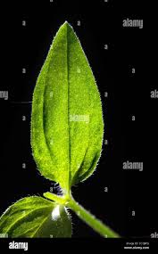 Attēlu rezultāti vaicājumam “Moehringia trinervia leaf”