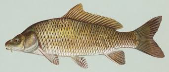 Image result for Carpiodes cyprinus