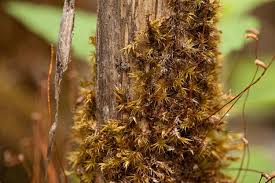 Attēlu rezultāti vaicājumam “Campylium stellatum sporophyte”