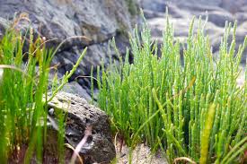 Attēlu rezultāti vaicājumam “Saelania glaucescens sporophyte”