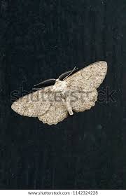 Attēlu rezultāti vaicājumam “Hypomecis punctinalis”