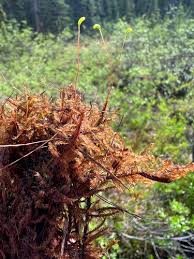 Attēlu rezultāti vaicājumam “Warnstorfia exannulata”