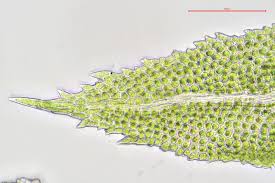 Attēlu rezultāti vaicājumam “Aulacomnium androgynum”