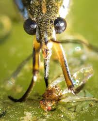 Attēlu rezultāti vaicājumam “Gerridae”