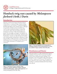 Attēlu rezultāti vaicājumam “Melampsoridium sp.”