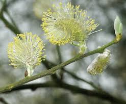 Attēlu rezultāti vaicājumam “Salix myrsinifolia female flower”