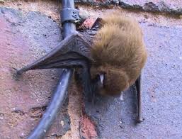 Attēlu rezultāti vaicājumam “Pipistrellus pygmaeus”